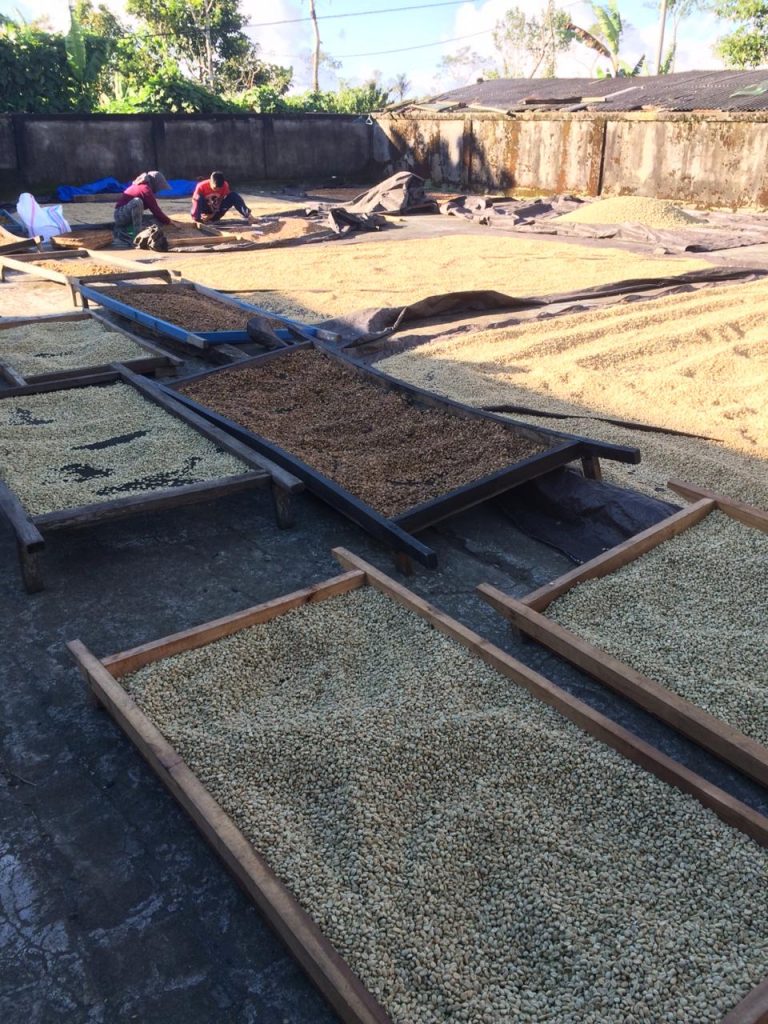 Arabica coffee beans supplier drying process