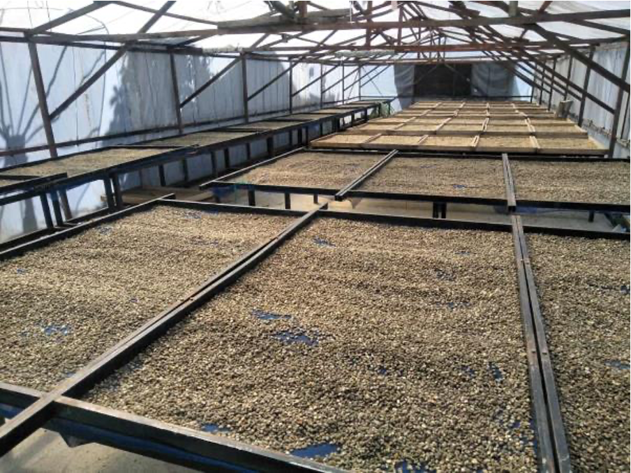 Drying Coffee Beans